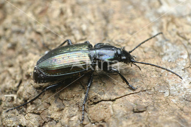 abax beetle (Agonum sexpunctatum)