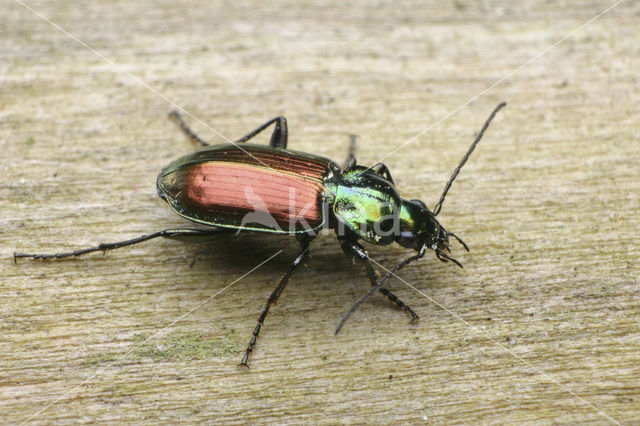 abax beetle (Agonum sexpunctatum)