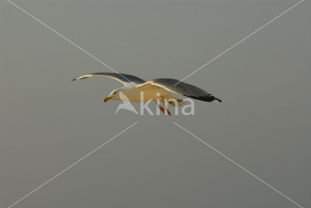 Herring Gull (Larus argentatus)