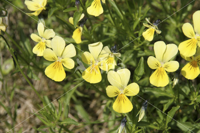 Zinkviooltje (Viola lutea ssp. calaminaria)