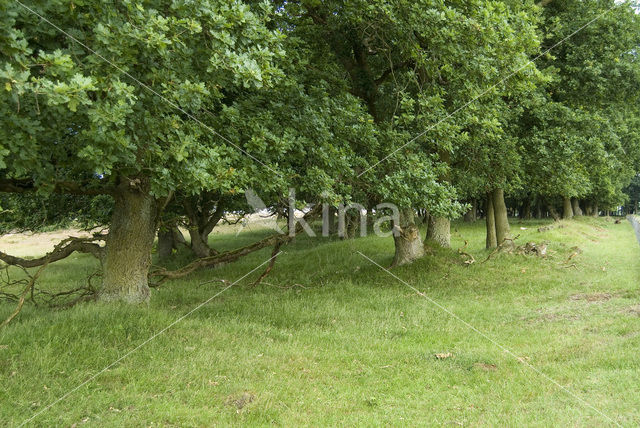 Zomereik (Quercus robur)