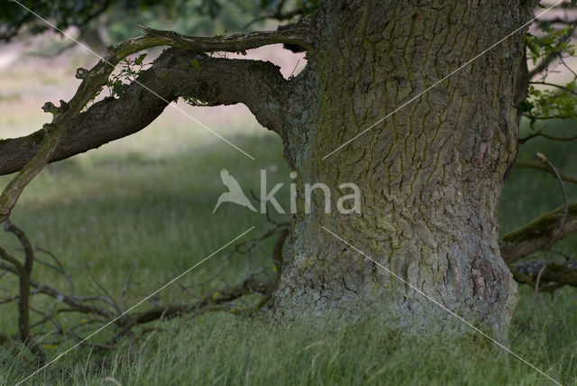 Common Oak