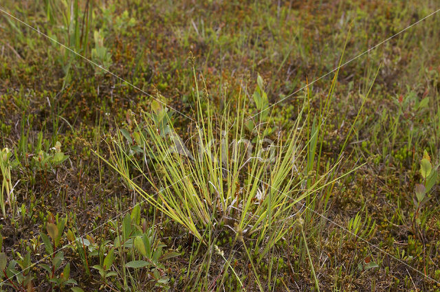 White Sedge (Carex curta)