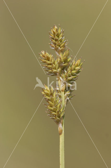 White Sedge (Carex curta)