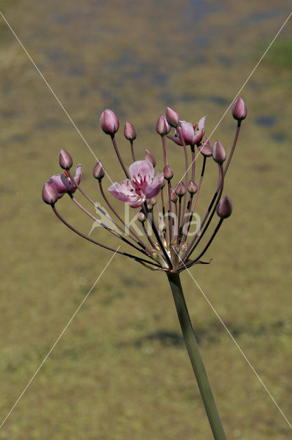 Flowering-rush (Butomus umbellatus)