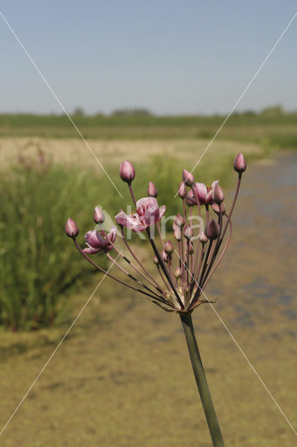 Zwanenbloem (Butomus umbellatus)