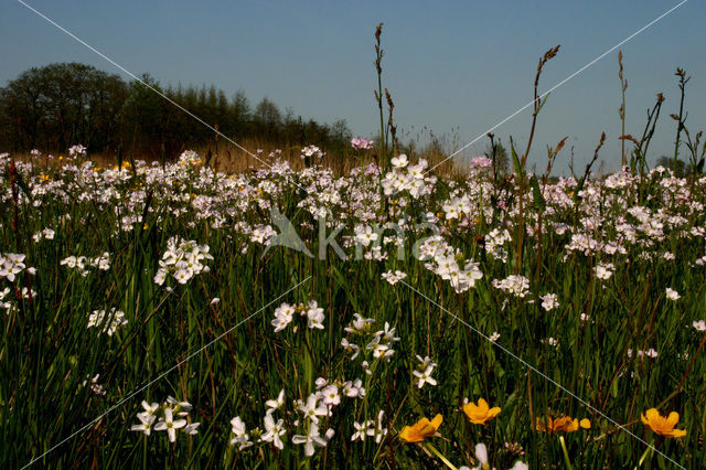 Zwanenbloem (Butomus umbellatus)