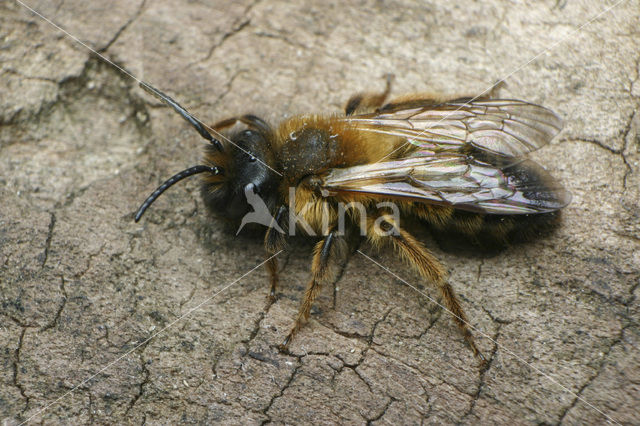 Zwartbronzen zandbij (Andrena nigroaenea)