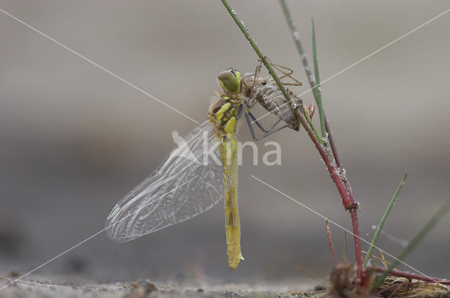 Black Darter (Sympetrum danae)