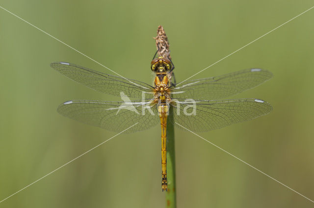 Zwarte heidelibel (Sympetrum danae)