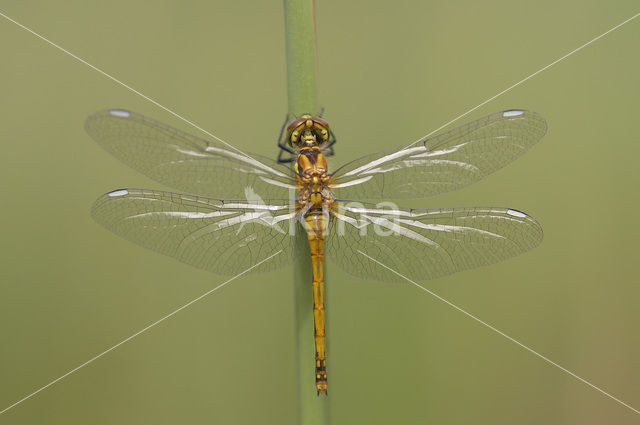 Black Darter (Sympetrum danae)