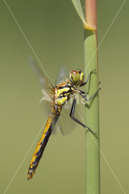 Black Darter (Sympetrum danae)