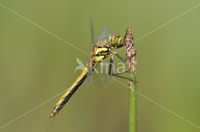 Black Darter (Sympetrum danae)