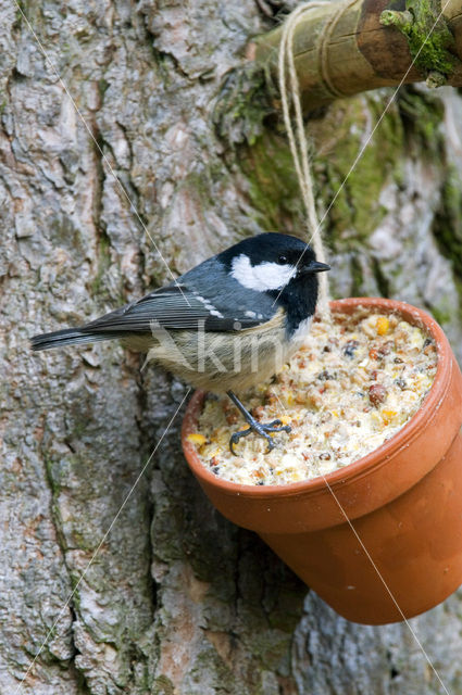 Zwarte Mees (Parus ater)