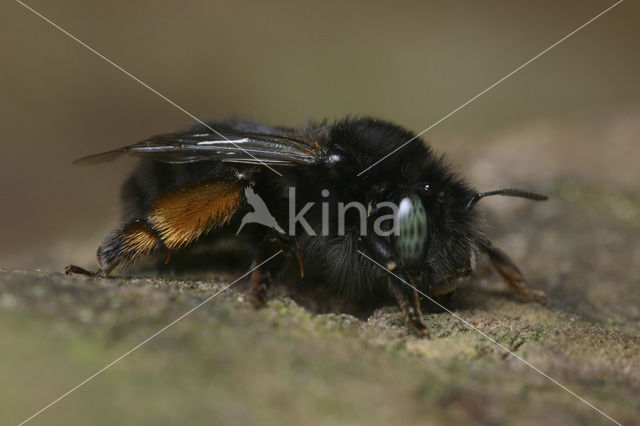 Zwarte sachembij (Anthophora retusa)