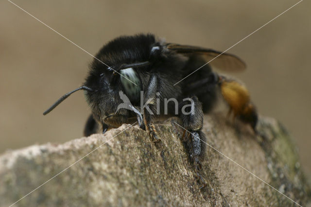 Zwarte sachembij (Anthophora retusa)