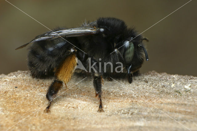 Zwarte sachembij (Anthophora retusa)