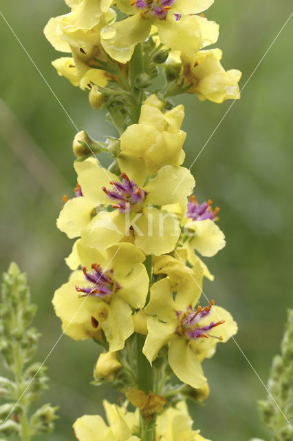 Zwarte toorts (Verbascum nigrum)