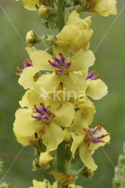 Zwarte toorts (Verbascum nigrum)