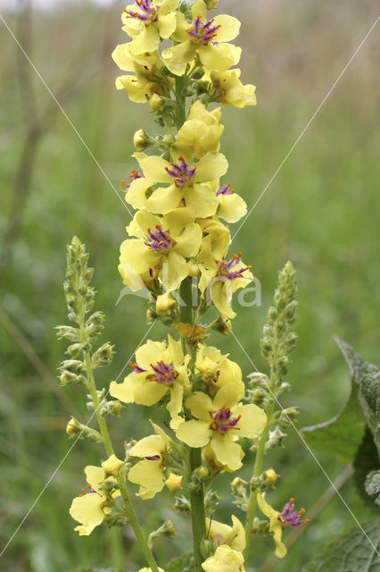 Dark Mullein (Verbascum nigrum)