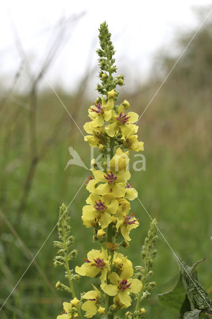 Zwarte toorts (Verbascum nigrum)