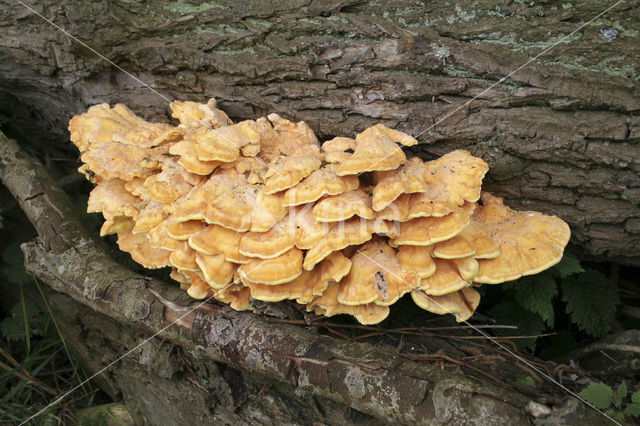 Zwavelzwam (Laetiporus sulphureus)