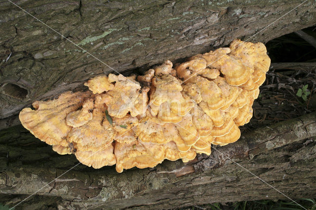 Zwavelzwam (Laetiporus sulphureus)