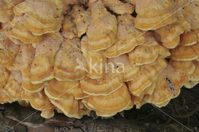 Zwavelzwam (Laetiporus sulphureus)