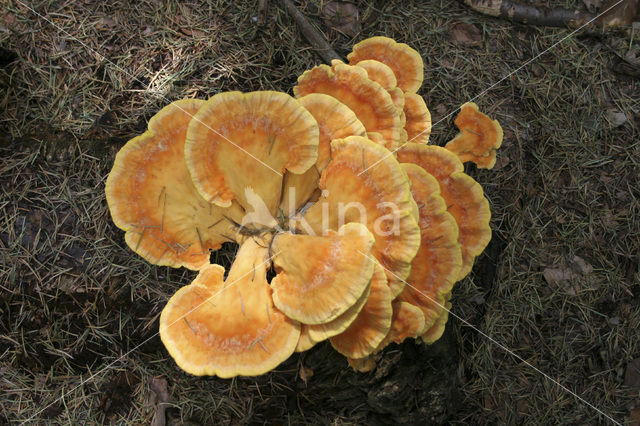 Zwavelzwam (Laetiporus sulphureus)