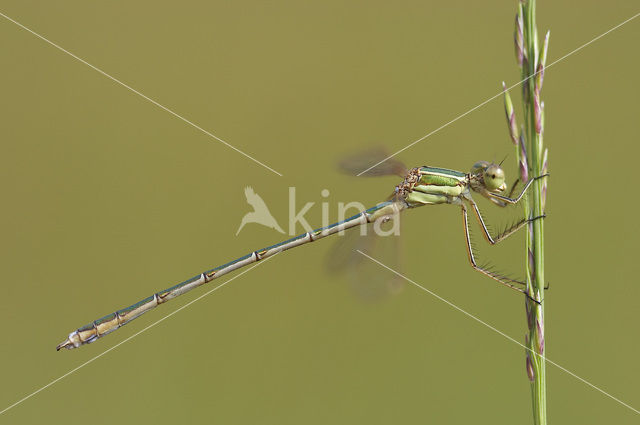 Zwervende pantserjuffer (Lestes barbarus)