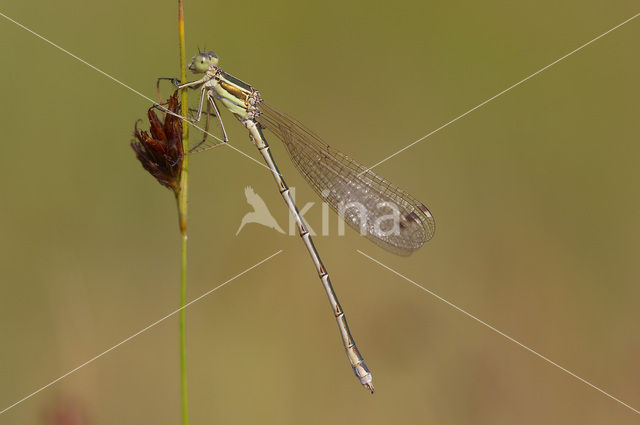 Shy Emerald Damselfly (Lestes barbarus)