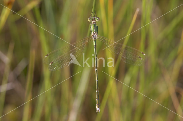 Shy Emerald Damselfly (Lestes barbarus)