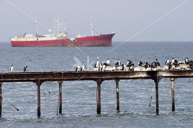 King Shag (Phalacrocorax albiventer)