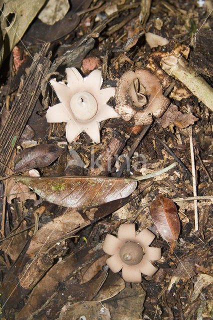 Aardster (Geastrum spec.)