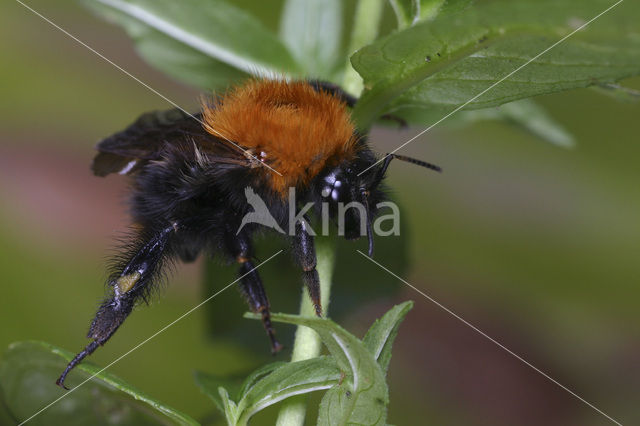 Akkerhommel (Bombus pascuorum)