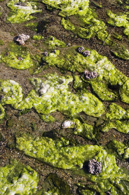 algae