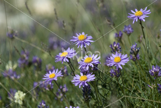 Alpine Aster (Aster alpinus)