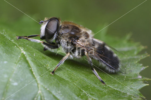 Alpenbijvlieg (Eristalis alpina)