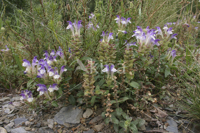 alpine skullcap (Scutellaria alpina)
