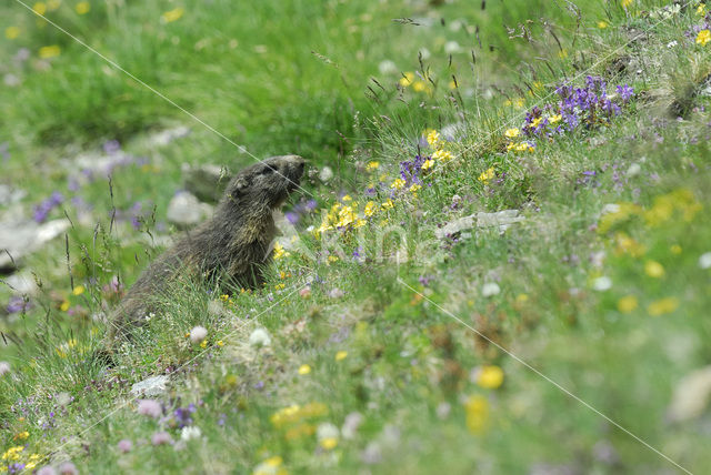 Alpine Marmot (Marmota marmota)