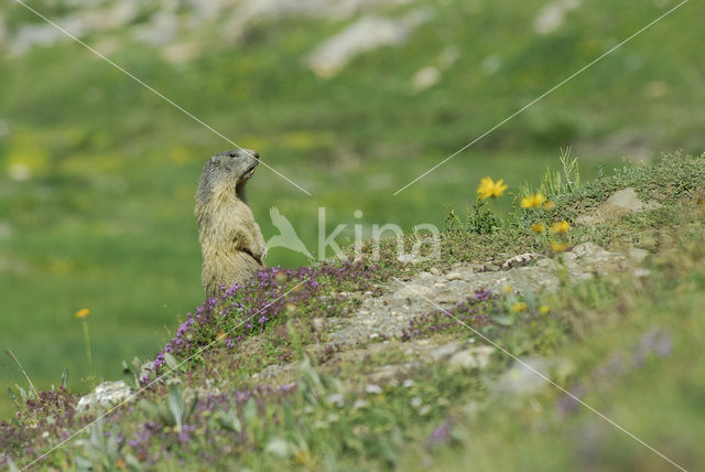 Alpenmarmot