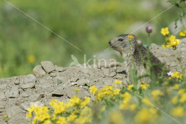 Alpine Marmot (Marmota marmota)