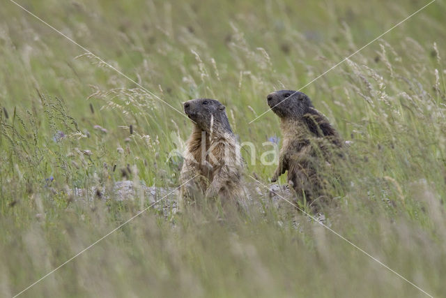 Alpine Marmot (Marmota marmota)