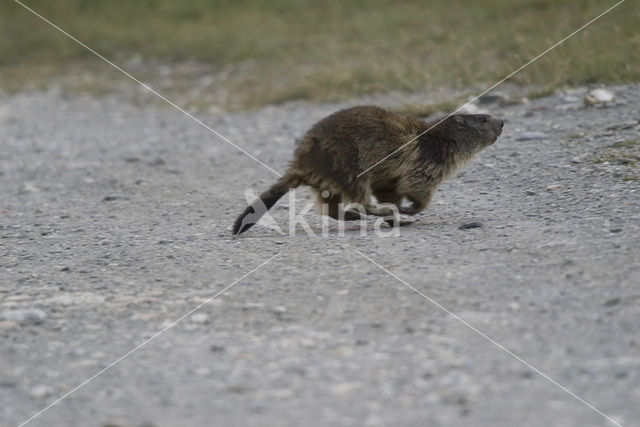 Alpine Marmot (Marmota marmota)