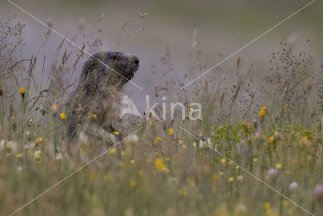 Alpine Marmot (Marmota marmota)