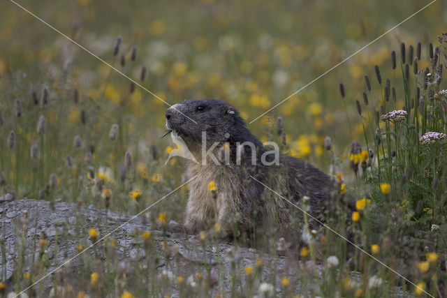 Alpine Marmot (Marmota marmota)