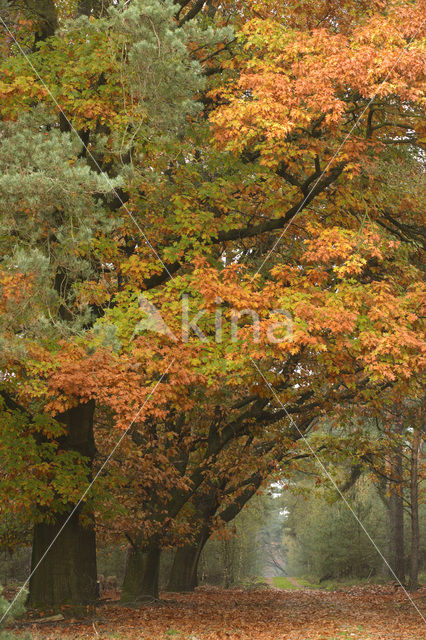 Red Oak (Quercus rubra)