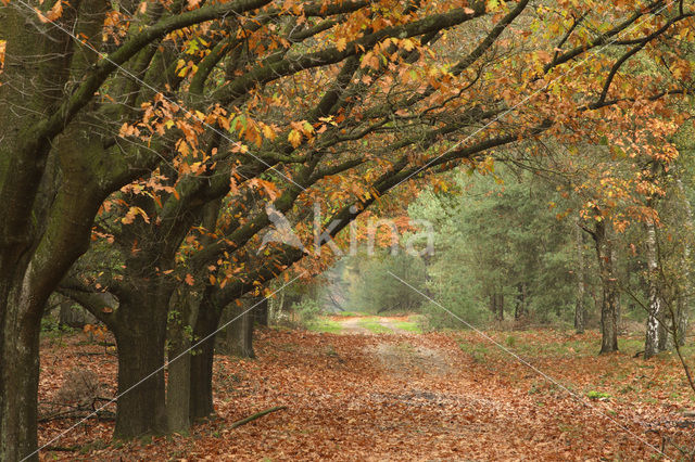 Red Oak (Quercus rubra)