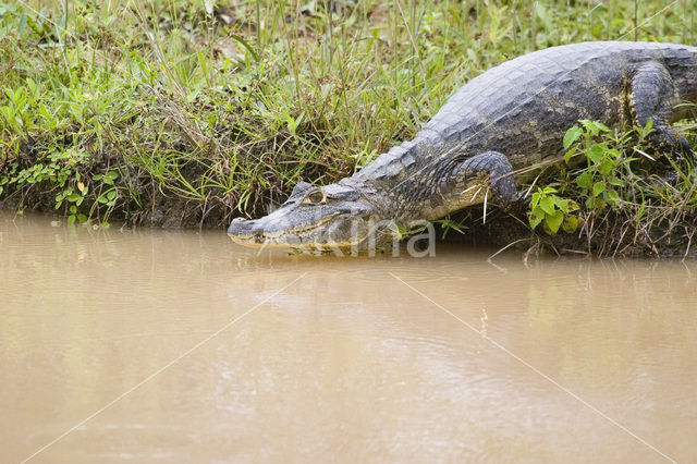 American saltwater crocodile (Crocodylus acutus)