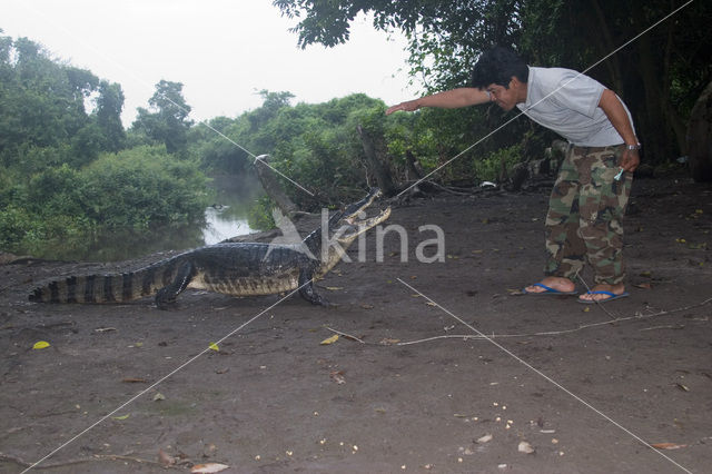 American saltwater crocodile (Crocodylus acutus)